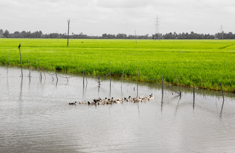 Paddy fields lying adjacent to a water canal in the Kuttanad Wetlands in Alappuzha district, Kerala